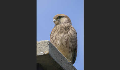 Turmfalke (Falco tinnunculus)