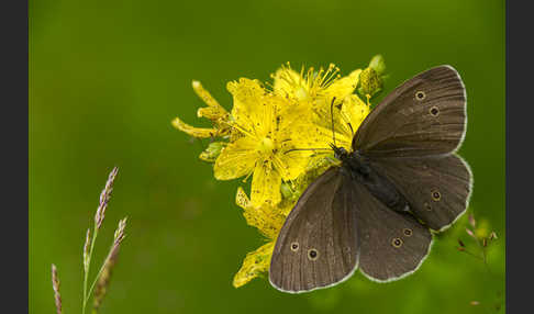 Schornsteinfeger (Aphantopus hyperantus)