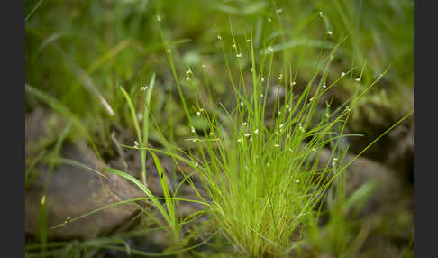 Borstige Schuppensimse (Isolepis setacea)