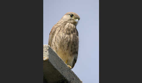 Turmfalke (Falco tinnunculus)