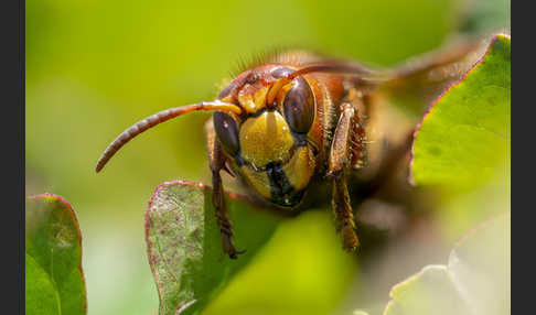 Hornisse (Vespa crabro)