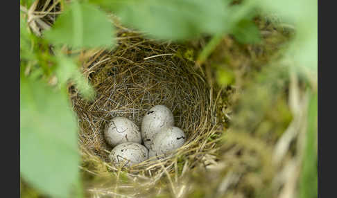 Goldammer (Emberiza citrinella)