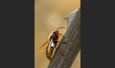 Hornisse (Vespa crabro)