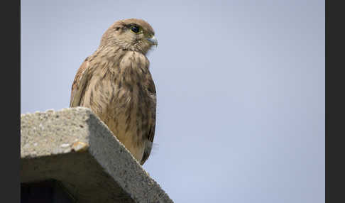 Turmfalke (Falco tinnunculus)