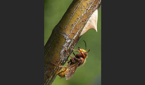 Hornisse (Vespa crabro)