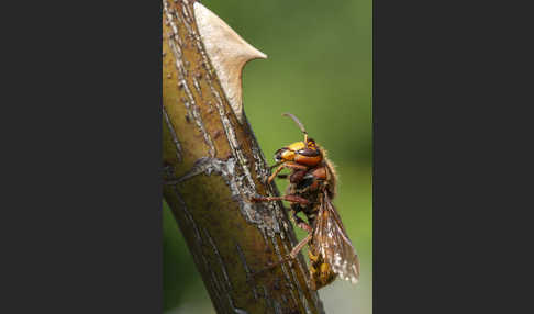 Hornisse (Vespa crabro)