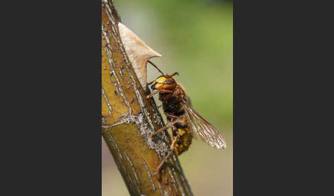 Hornisse (Vespa crabro)