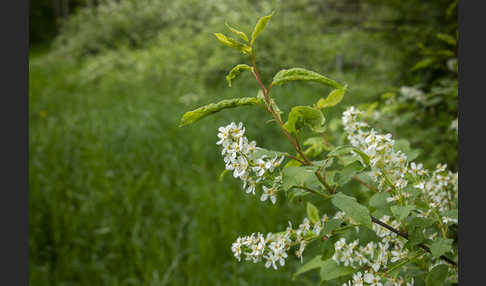 Gewöhnliche Traubenkirsche (Prunus padus)