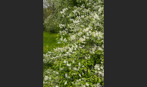 Gewöhnliche Traubenkirsche (Prunus padus)