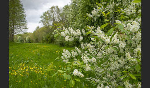 Gewöhnliche Traubenkirsche (Prunus padus)