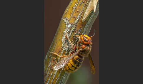 Hornisse (Vespa crabro)