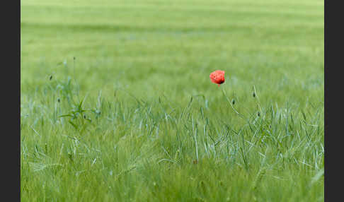 Mohn (Papaver spec.)