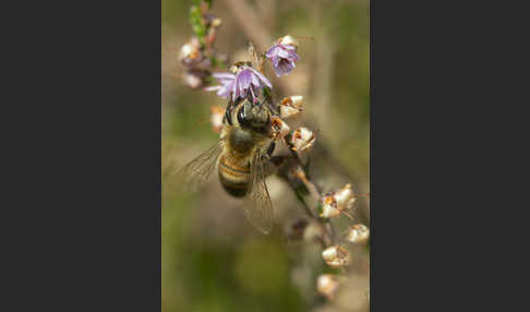 Westliche Honigbiene (Apis mellifera)