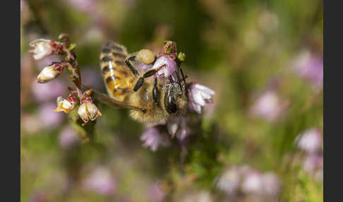 Westliche Honigbiene (Apis mellifera)