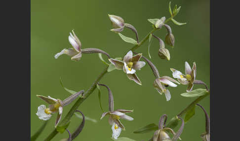 Sumpf-Sitter (Epipactis palustris)