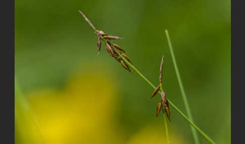 Floh-Segge (Carex pulicaris)