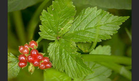 Steinbeere (Rubus saxatilis)