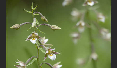 Sumpf-Sitter (Epipactis palustris)