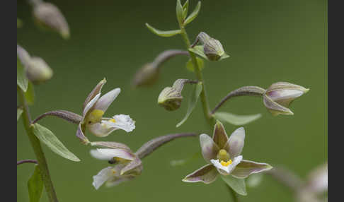 Sumpf-Sitter (Epipactis palustris)