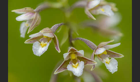 Sumpf-Sitter (Epipactis palustris)