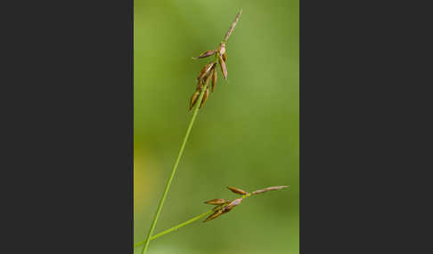 Floh-Segge (Carex pulicaris)