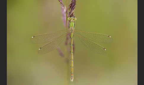 Südliche Binsenjungfer (Lestes barbarus)