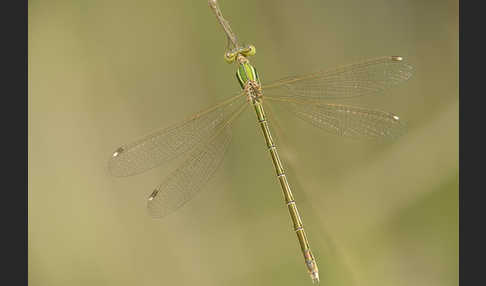 Südliche Binsenjungfer (Lestes barbarus)