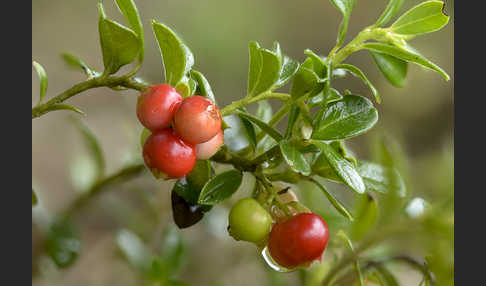 Preiselbeere (Vaccinium vitis-idaea)