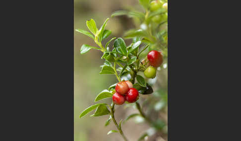 Preiselbeere (Vaccinium vitis-idaea)