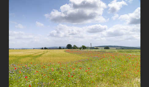 Sommer (summer)