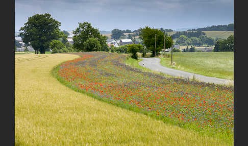 Sommer (summer)