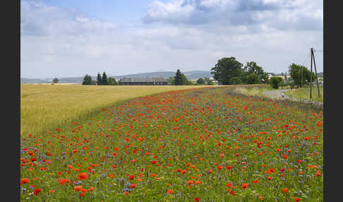 Sommer (summer)