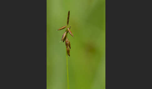 Floh-Segge (Carex pulicaris)