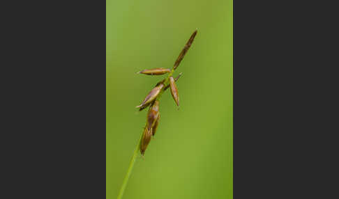 Floh-Segge (Carex pulicaris)