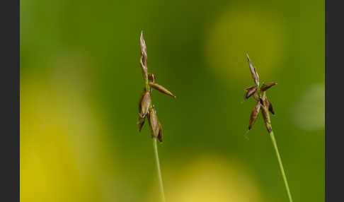 Floh-Segge (Carex pulicaris)