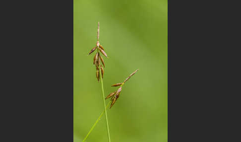 Floh-Segge (Carex pulicaris)