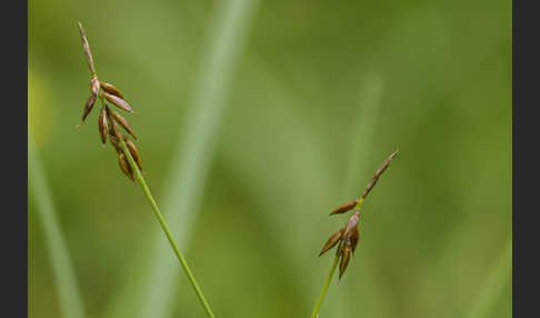 Floh-Segge (Carex pulicaris)