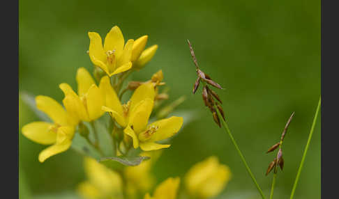 Gemeiner Gilbweiderich (Lysimachia vulgaris)