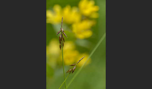 Gemeiner Gilbweiderich (Lysimachia vulgaris)