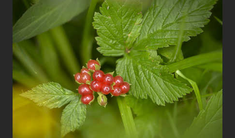 Steinbeere (Rubus saxatilis)