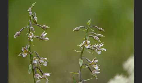 Sumpf-Sitter (Epipactis palustris)