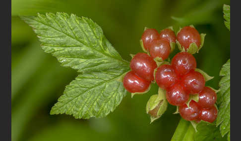 Steinbeere (Rubus saxatilis)