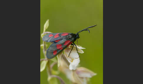 Klee-Widderchen (Zygaena trifolii)