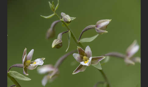 Sumpf-Sitter (Epipactis palustris)