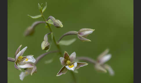 Sumpf-Sitter (Epipactis palustris)