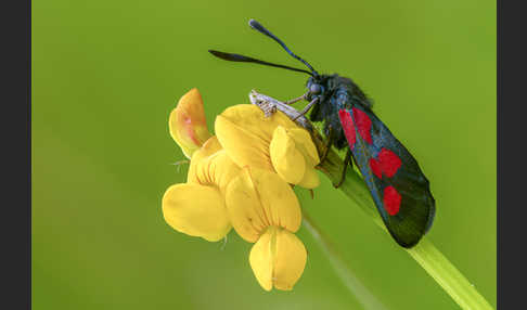 Klee-Widderchen (Zygaena trifolii)