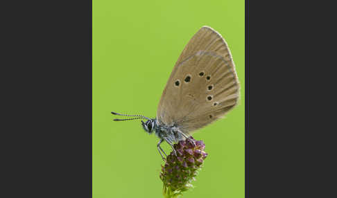 Dunkler Wiesenknopf-Ameisenbläuling (Glaucopsyche nausithous)