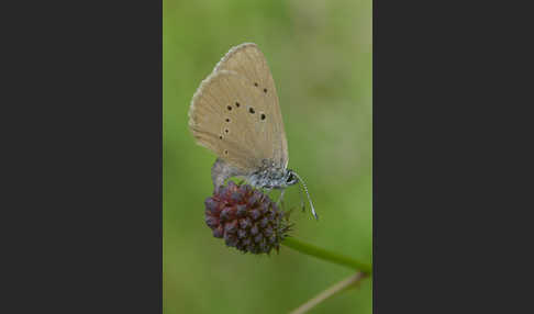 Dunkler Wiesenknopf-Ameisenbläuling (Glaucopsyche nausithous)