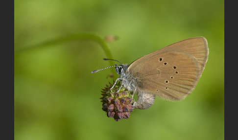 Dunkler Wiesenknopf-Ameisenbläuling (Glaucopsyche nausithous)