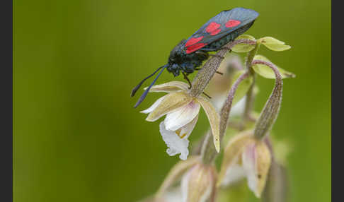 Klee-Widderchen (Zygaena trifolii)